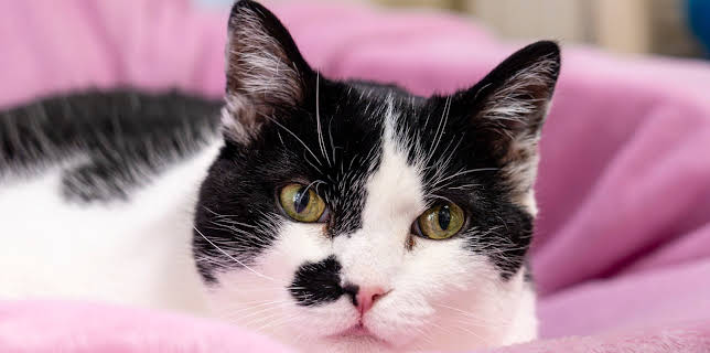 09:00: Tiere suchen ein Zuhause | WDR Fernsehen | 2/7 2026