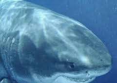 Los tiburones más grandes del mundo