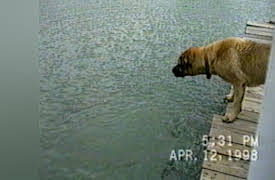 Life's Funniest Moments: Wedding Food Fight