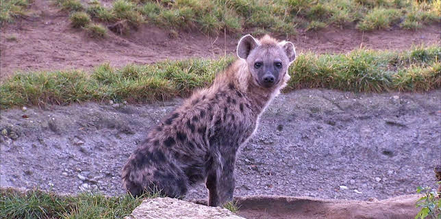 10:35: Elefant, Tiger & Co. (279) | MDR Fernsehen | 12/15 2025