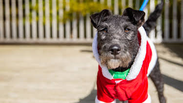 7:55 PM: The Dog House at Christmas | More 4 | 12/24 2025