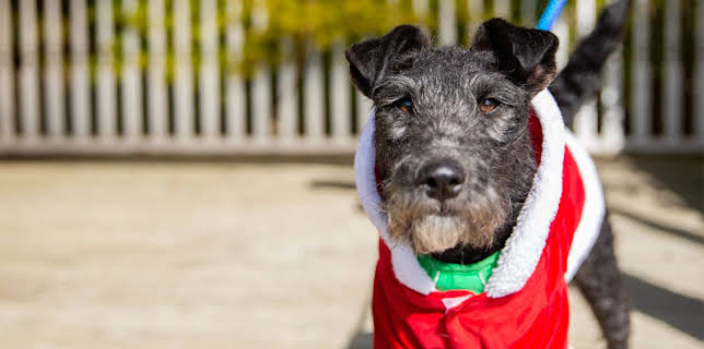 6:55 PM: The Dog House at Christmas | More 4 | 12/24 2025