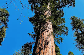 Stories of America’s National Parks: The Majestic Giants of Sequoia National Park