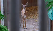 Elefant, Tiger & Co. (351)