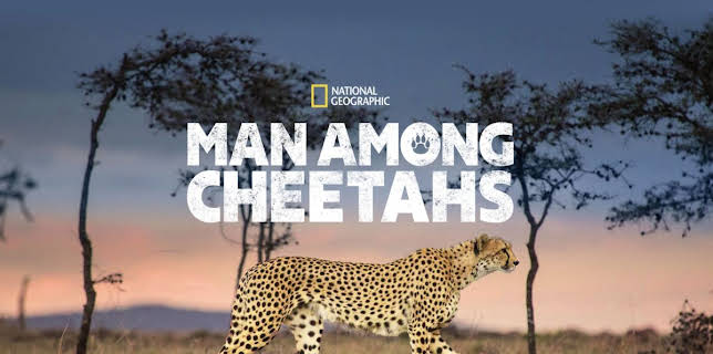 Man Among Cheetahs (2017)