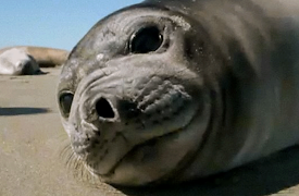 The Trials of Life: Growing Up