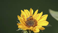 Schnittgut. Alles aus dem Garten