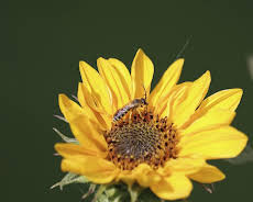 Schnittgut. Alles aus dem Garten