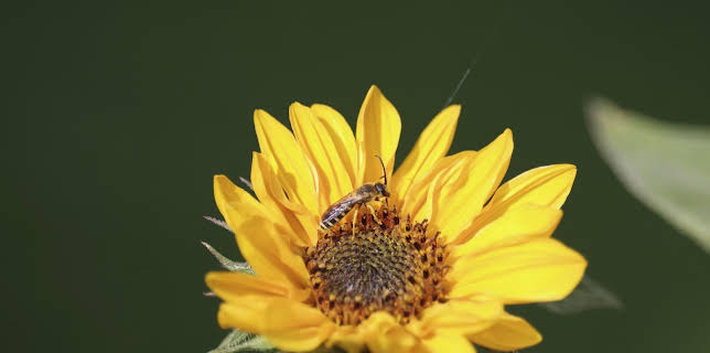 05:00: Schnittgut. Alles aus dem Garten | BR Fernsehen | 3/11 2026