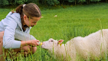 02:50: Draumen om eit småbruk: Vera hjelper nabogarden | NRK 1 | 4/26 2026