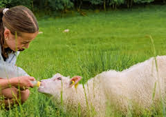 Draumen om eit småbruk: Vera hjelper nabogarden