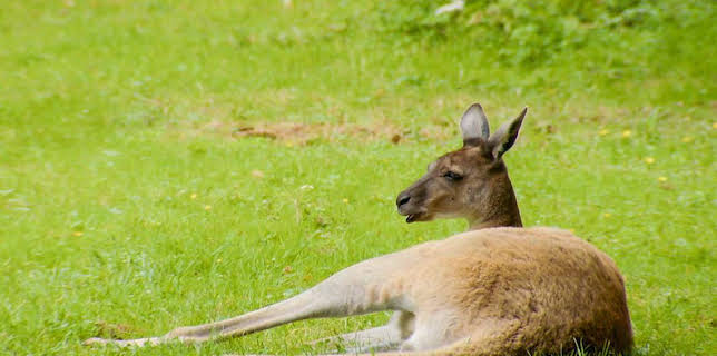 9:55 AM: The Zoo (S1) | CBBC | 11/21 2025