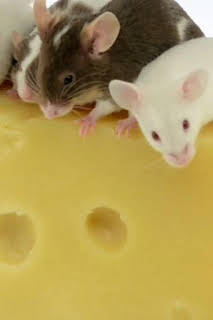 06:00: ¿Cómo lo hacen? Mundo animal: Ratones con queso y manatíes flatulentos | Discovery Max | 10/4 2026