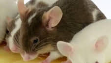 ¿Cómo lo hacen? Mundo animal: Ratones con queso y manatíes flatulentos