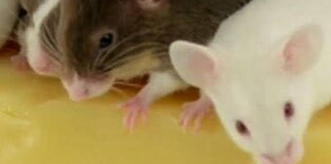 06:00: ¿Cómo lo hacen? Mundo animal: Ratones con queso y manatíes flatulentos | Discovery Max | 3/15 2026