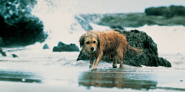 Benji the Hunted (1987)