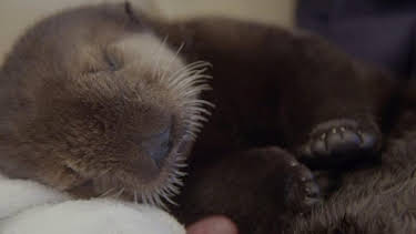 9:00 AM: The Aquarium (S1) | Discovery Channel | 8/19 2026