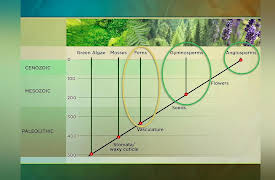 The Botanist's Eye: Identifying the Plants around You: Organizing the Huge Diversity of Plants