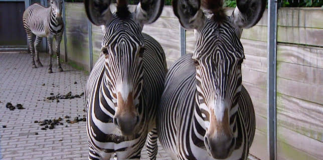 14:25: Elefant, Tiger & Co. | MDR Fernsehen | 2/3 2026