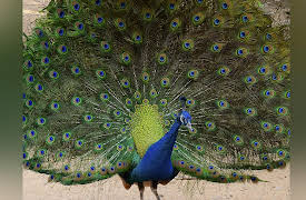 Redefining Reality: The Intellectual Implications of Modern Science: Defining Reality in the Life Sciences