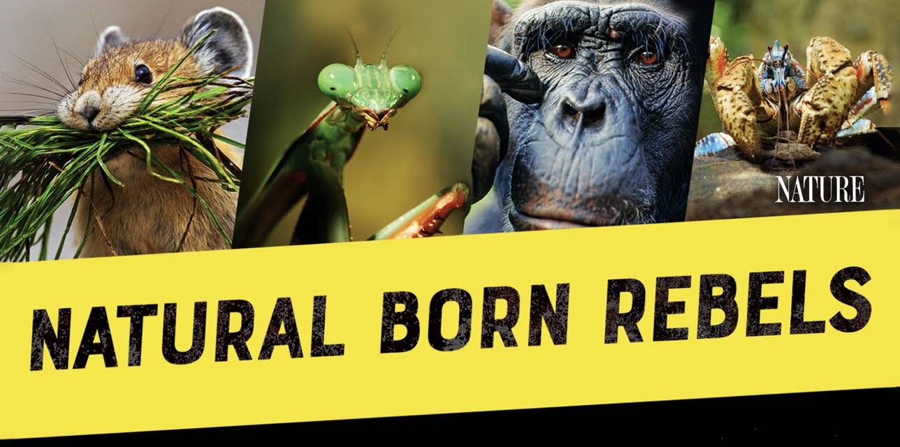 Natural Born Rebels