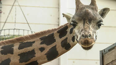 10:35: Elefant, Tiger & Co. (357) | MDR Fernsehen | 4/13 2026