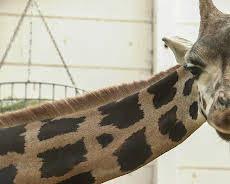 Elefant, Tiger & Co. (357)