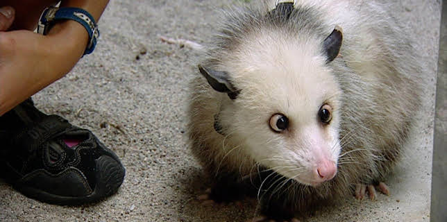 14:25: Elefant, Tiger & Co. (241) | MDR Fernsehen | 1/29 2026