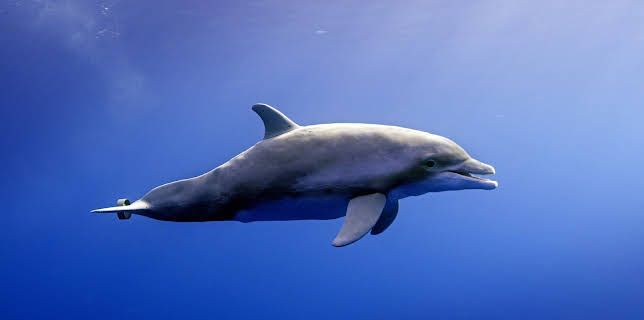 10:00: Spione im Tierreich | ZDFneo | 11/2 2025