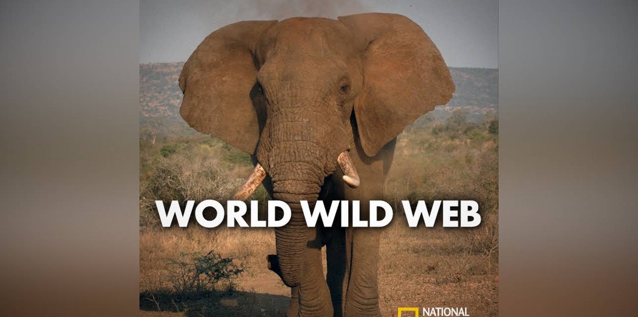 World Wild Web