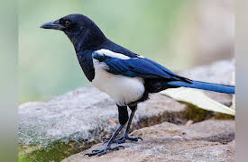 The National Geographic Guide to Birding in North America: Passerines: From Flycatchers to Thrushes