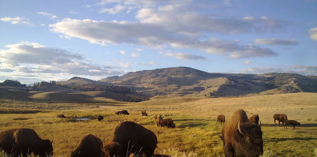 Amerikas Naturwunder (2/8)