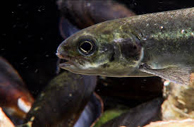 Germanys Underworld: From the Harz Mountains to the North Sea