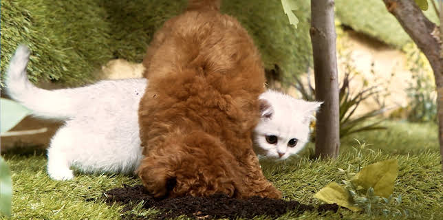 17:20: Rosin og Bolle: Gravemoro | NRK 3 | 2/16 2026