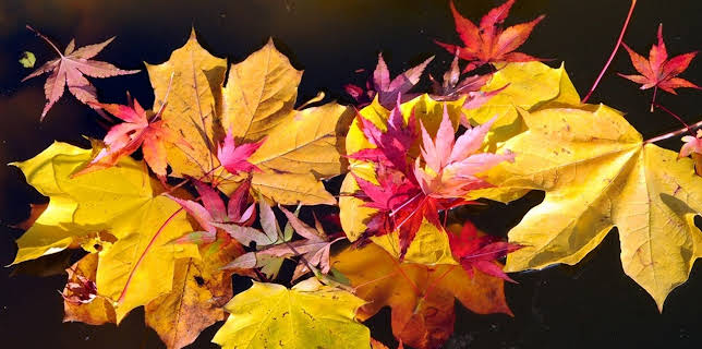 19:10: Vom Ahorn bis zur Zwiebel | ARD Alpha | 12/8 2025