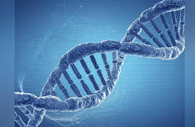 Changing Body Composition through Diet and Exercise: Nutritional Needs and Cellular Function