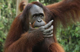 Meet The Orangutans: Episode 6