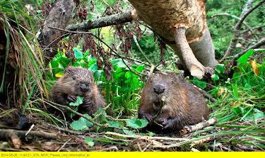 14:45: Wildes Deutschland - Unbekannte Tiefen: Vom Harz bis zur Nordsee | 3SAT | 4/27 2026