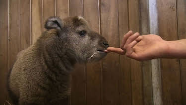 16:05: Panda, Gorilla & Co. (105) | RBB Fernsehen | 4/2 2026