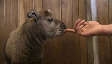 Panda, Gorilla & Co. (105)