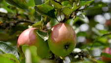 Äpfel - Paradiesische Versuchung