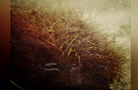 Weird Wonders of the World, Season 1: Episode 1