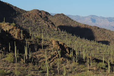 05:10: Amerikas Naturwunder: Die Saguarowüste | 3SAT | 12/21 2025