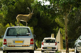 Wild Metropolis: Season 1: Commuters