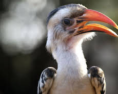 Kenia - Eine Oase im Sand (2/2)