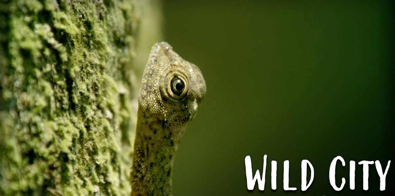 Wild City - Secret Forests (2019)