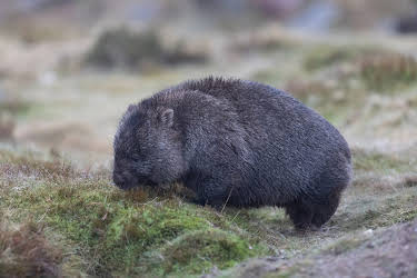 01:50: Australiens wilde Wälder | 3SAT | 9/22 2025