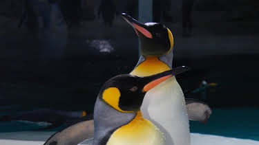 13:50: Neues aus dem Münchner Tierpark Hellabrunn | WDR Fernsehen | 10/14 2026