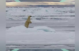 Hooray Hippo: Discover Polar Bears in the Arctic