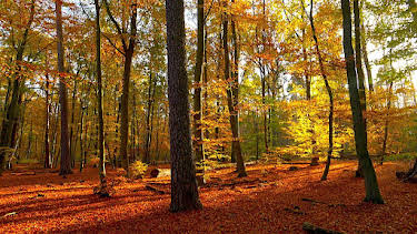 19:15: Der Grunewald - Ein Jahr unter Bäumen | RBB Fernsehen | 4/1 2026